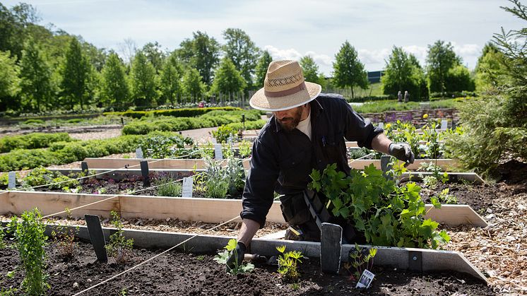 Plantering av växter enligt Linnés Sexualsystemet