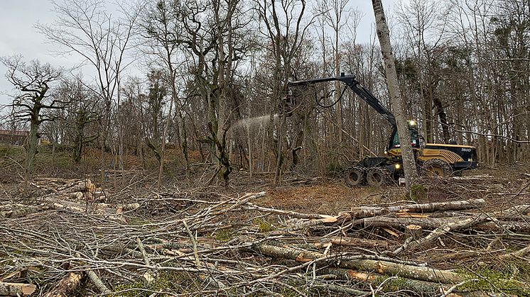 Mekaniserad restaurering av en betesmark i Ekerö kommun. Foto: Örjan Grönlund, SLU/Skogforsk