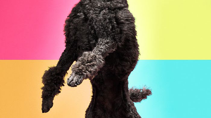 SM i Freestyle avgörs på MyDOG