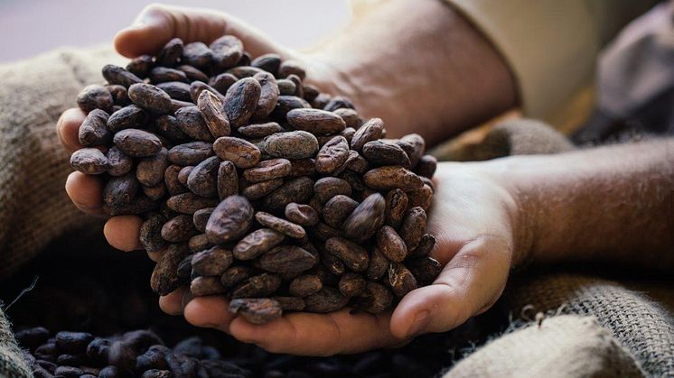 Chocolate Cocoa Beans 001[2][1]