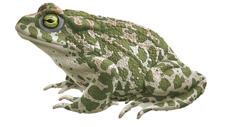 Grönfläckig padda. Illustration: Jan-Åke Winqvist.