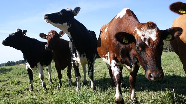 Arla lisää maidontuotannon läpinäkyvyyttä ja jatkaa ilmastokartoituksia