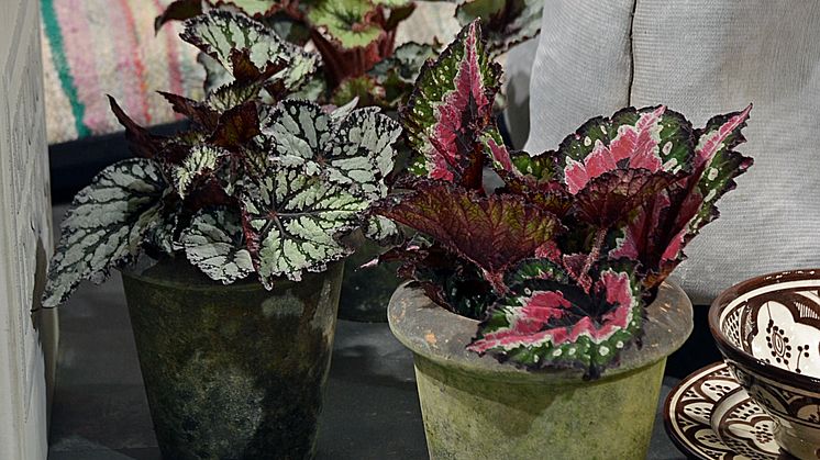 Bladbegonia