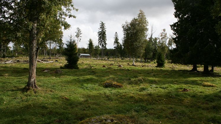 Prästbodarnas fäbod