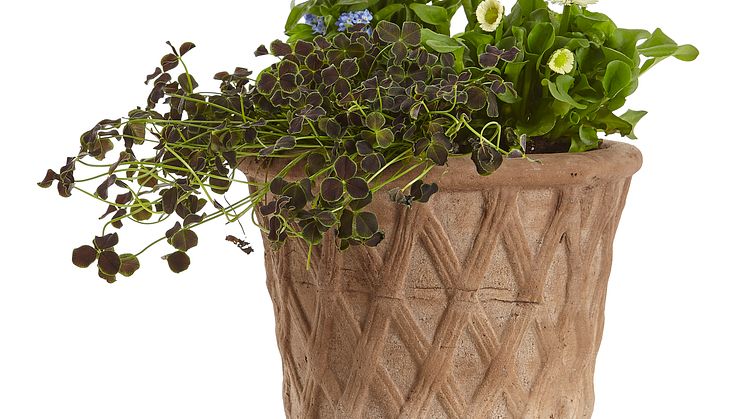 Vårplantering - plantering utomhus vår