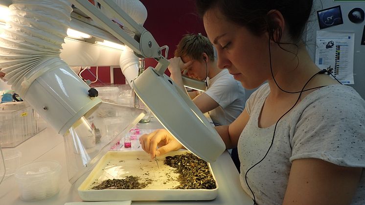 Prøvesortering Laboratorium
