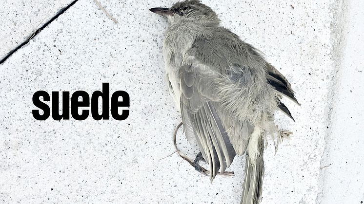 Suede - The Invisibles