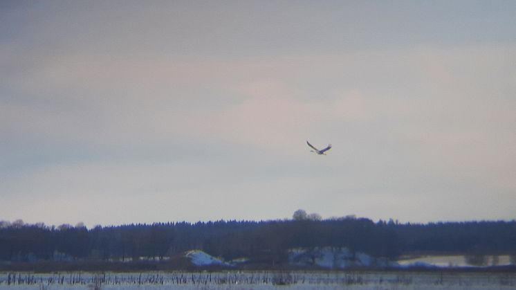 Årets första trana vid Hornborgasjön, 2022. Foto: Kristian Kroon