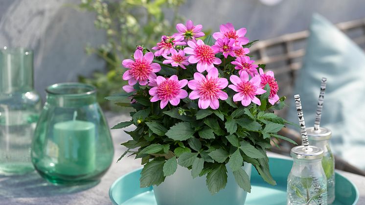 Årets Victoriadahlia 2025 - ’Starburst Pink’
- en Anemonblommig Sommardahlia som det påtagligt sprakar om.