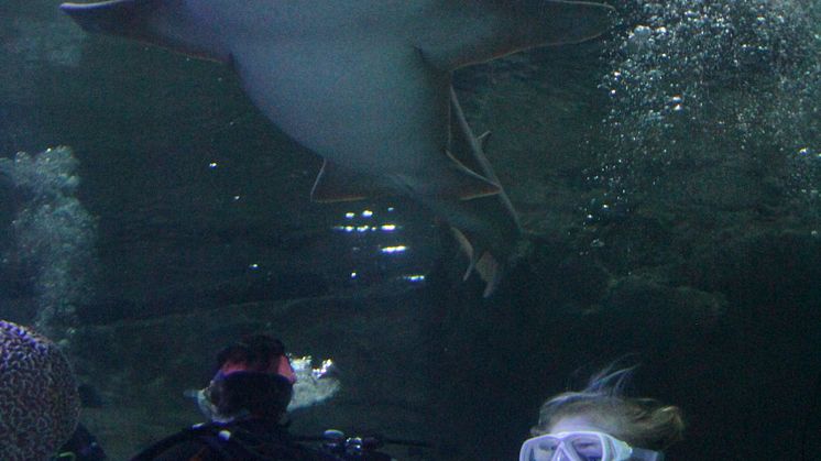 ​Postwoman who bravely swam with sharks raises over £1,800 for charity