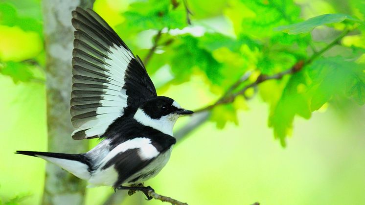Male collared flycatcher