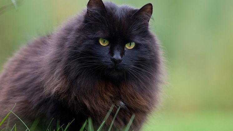 Äldre katt
