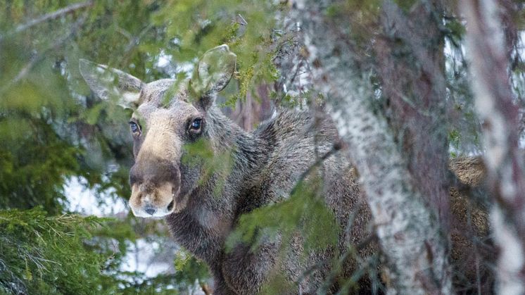 Länsstyrelsen i Dalarnas län har antagit en ny klövviltsplan för länet. Foto: Mostphotos