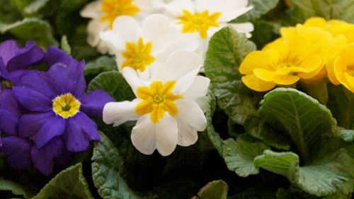 Månadens blomma januari 2009