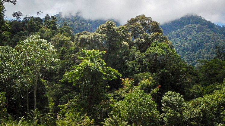 Tropisk regnskog på Borneo. Foto: Petter Axelsson, SLU
