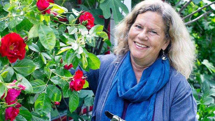 Gunnel Carlsson, välkänd trädgårdsexpert tycker att höstplantering är bäst. Bilderna är fria för publicering tillsammans med text som bygger på pressmeddelandet från 190806.