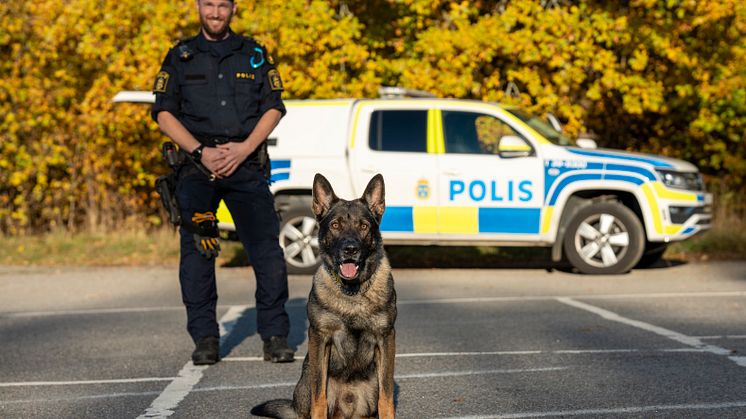 Årets Polishund-2024-Hank-Foto Måns Engelbrektsson.jpg