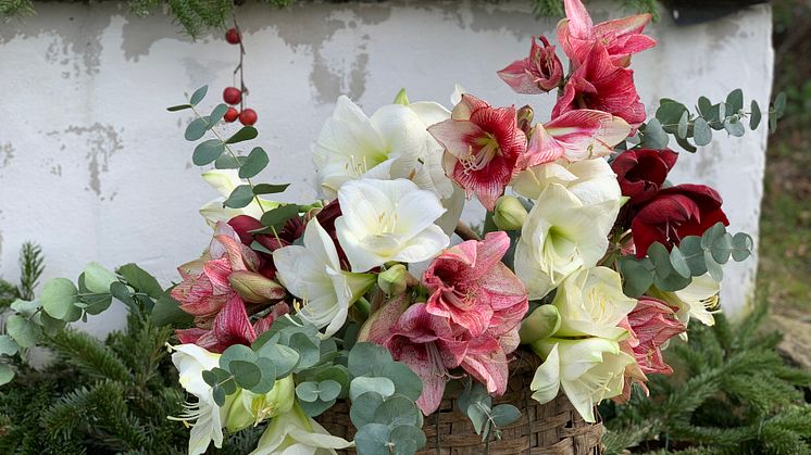 Olika sorters amaryllis och eucalyptus. Foto: Blomsterfrämjandet/Ulrika Grönlund
