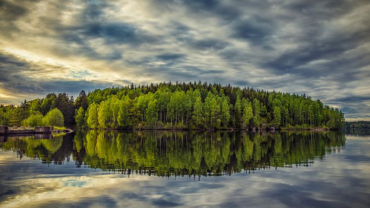 Andraplats Sveriges bästa trädbild 2016 - Piotr Korytowskit