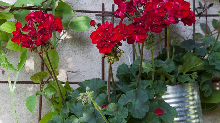 Årets Pelargon 2013: Pelargon 'Velvet Red', Pelargonium x hortorum Tango-serien 'Velvet Red'