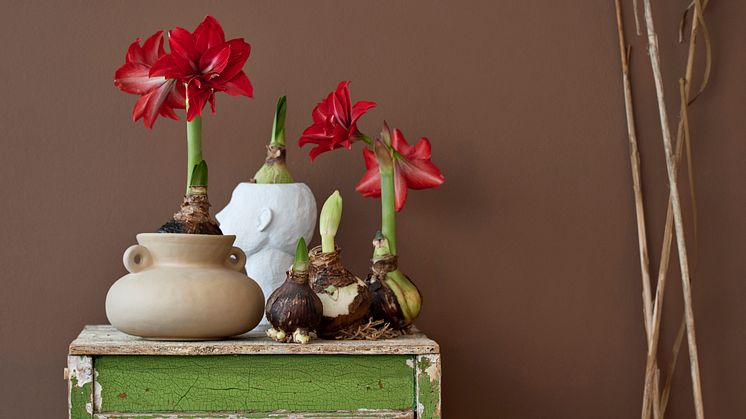 Amaryllis är en spektakulär växt som är härlig att följa från knopp till blomning. Foto: ibulb/Blomsterfrämjandet
