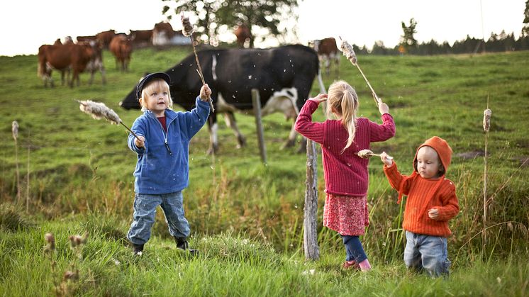 Genrebild, barn vid kohage. Foto: Scandinav