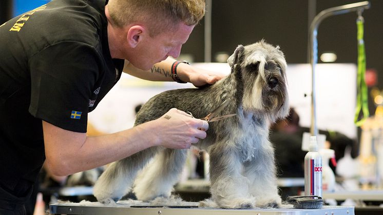 Grooming på MyDOG 2016