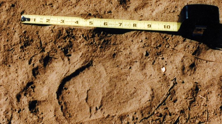 America's Book of Secrets: The Mystery of Bigfoot