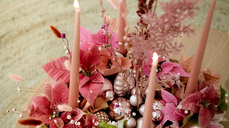 Julstjärnor i olika röda och rosa nyanser tillsammans med glittrande kulor - en superfin kombination på julen. Foto: Stars for Europe