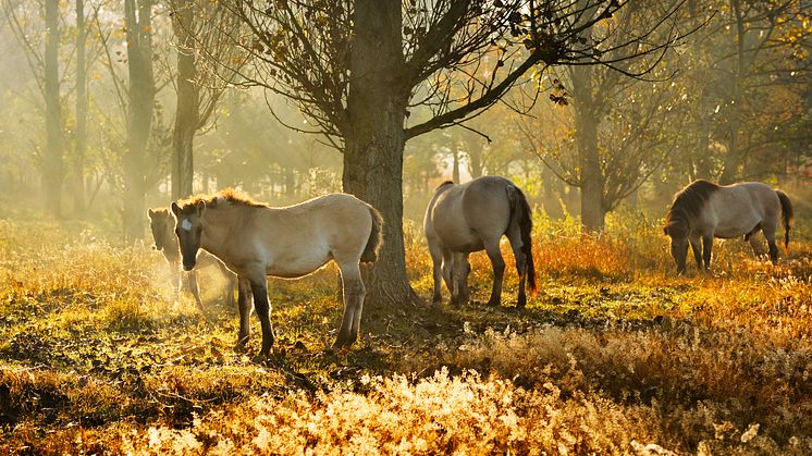 Barnim_Wildpferde_im_Naturpark_Barnim