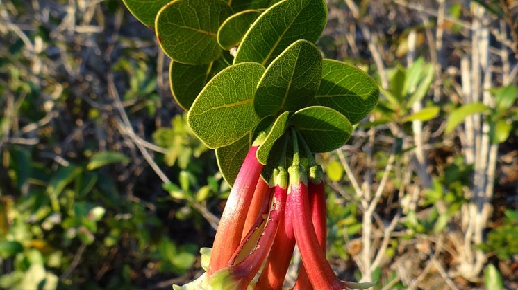 Inte utdöd, men nära döden, precis intill ett dagbrott på Nya Kaledonien. Den endemiska tuggummiväxten Pycnandra longiflora. Foto: Rosa Scopetra 
