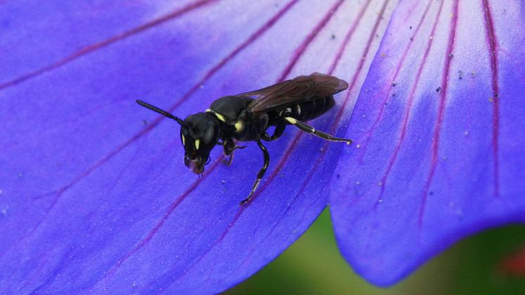 Både honungsbin, solitärbin och andra pollinatörer behövs!