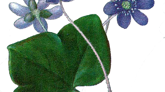 Blåsippa-liten