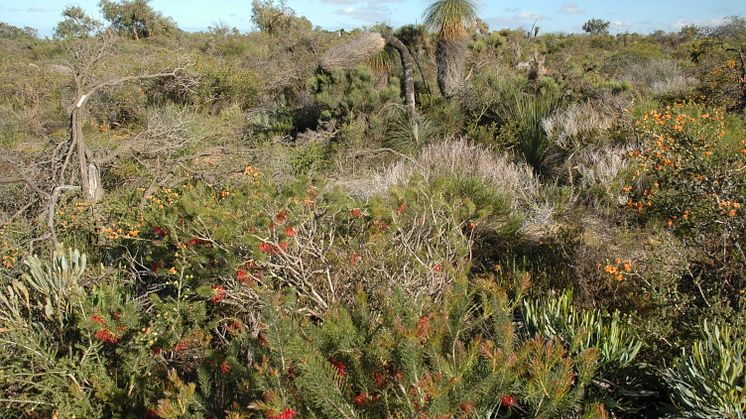 The kwongan shrublands near Lesueur National Park, Western Australia are so species-rich that some botanists refer to them as “knee-high tropical rainforests”. 