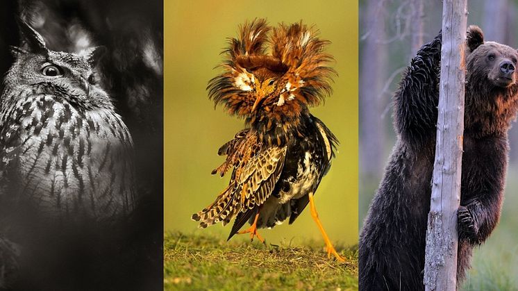 Vinnare och förlorare i svensk natur. Foto: Viktor Sundberg/N, Brutus Östling/N, Magnus Elander/N