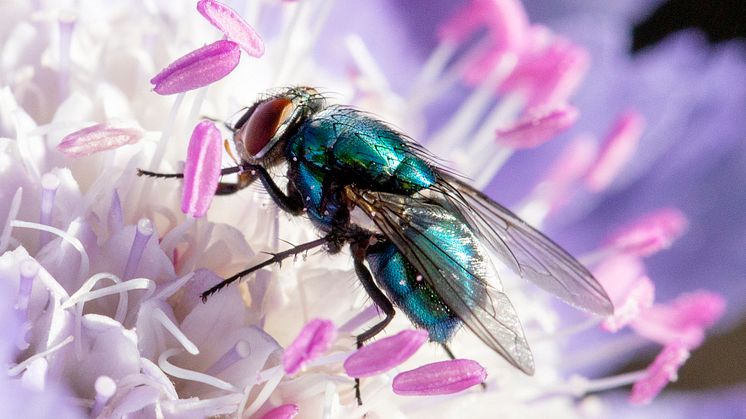 Spyfluga från fotoutställningen SURR. Foto: Lena Granefelt.