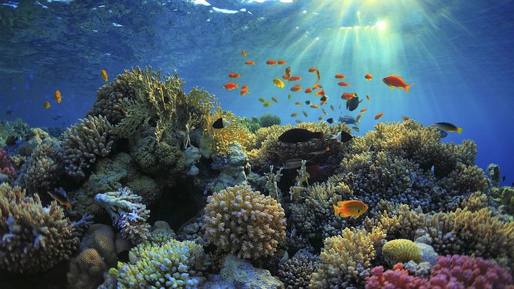 Ocean Innovation Challenge’ (OIC) belyser havens tillstånd samt arbetet för att öka skyddet av hav och havsmiljöer.