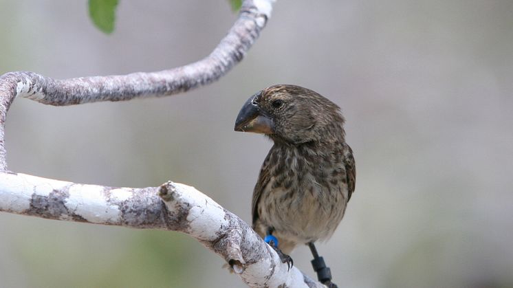 Geospiza magnirostris