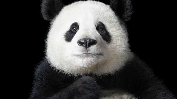 Tim Flach - Ya Yun "Elegant"
