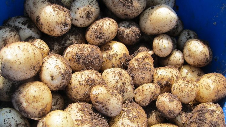 Årets första frilandsodlade potatis gick för 2 200 kr/kg