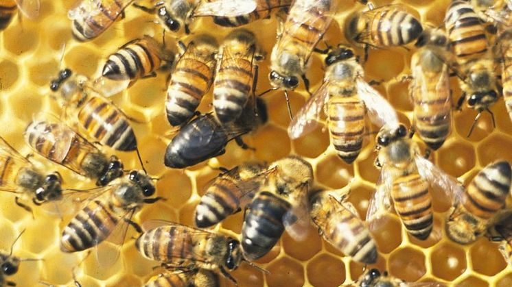 Cape bees