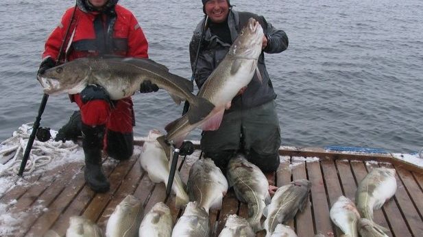 Torsk er også attraktivt blant norske fritidsfiskere (Foto: Thrond Haugen)
