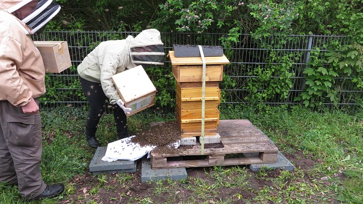 DOYMA Bienenhaus Jäger