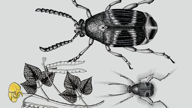 Callosobruchus maculatus beetle and their host plant Vigna radiata. Credit: Paula Vasconcelos
