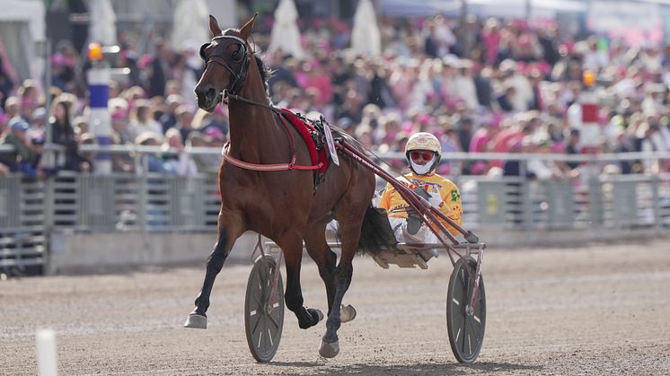Det blir mer italienskt på plats nummer femton. Denver Gio är klar för Elitloppet och nu återstår endast en plats till årets upplaga. Foto: TR Bild