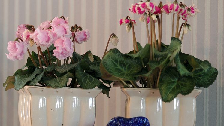 Cyclamen Bellissima