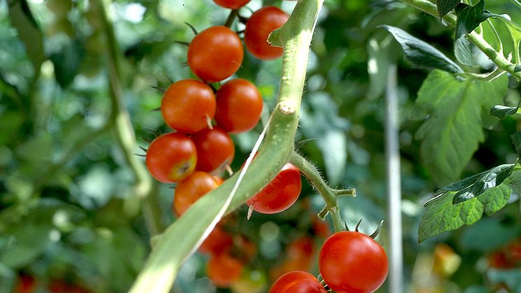 Tomatplanta