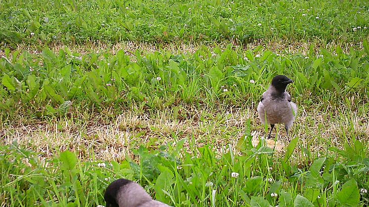 Birds use plant volatiles to find food