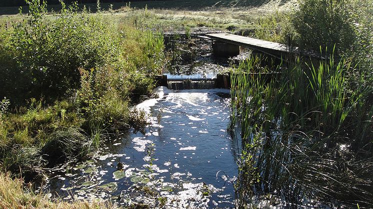 Framsidesbild från rapport 2016-14. Bäckaslöv våtmark. Foto: Ahmed Al-Rubaei, LTU