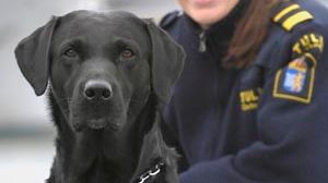 Allsidige Abbe hittar allt – ung labradorhane Årets narkotikasökhund